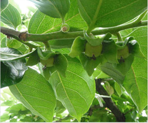 塩漬け技術の研究と四季折々の柿の葉
